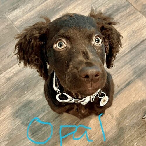Puppy named Opal during a daily potty break visit in Peoria Arizona