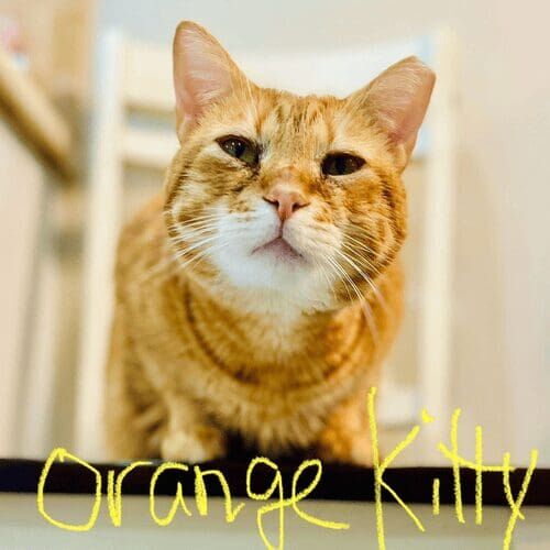 Orange cat relaxing at home during a pet sitting visit in Phoenix Arizona