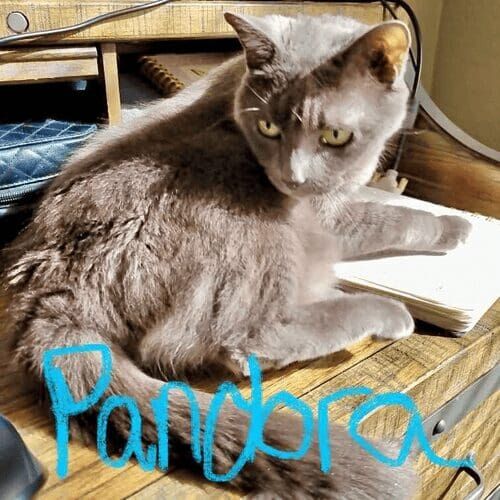 Grey cat named Pandora during a drop-in pet sitting visit at home in Peoria Arizona