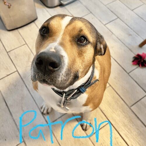 Pitbull mix named Patron receiving in-home pet sitting visits in Peoria Arizona