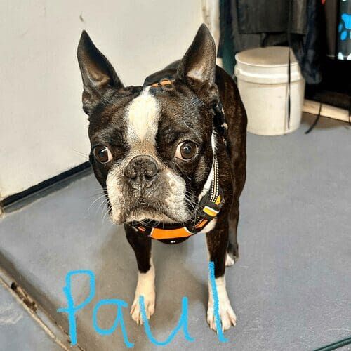 Boston Terrier Paul getting a nail trim service in Glendale, AZ