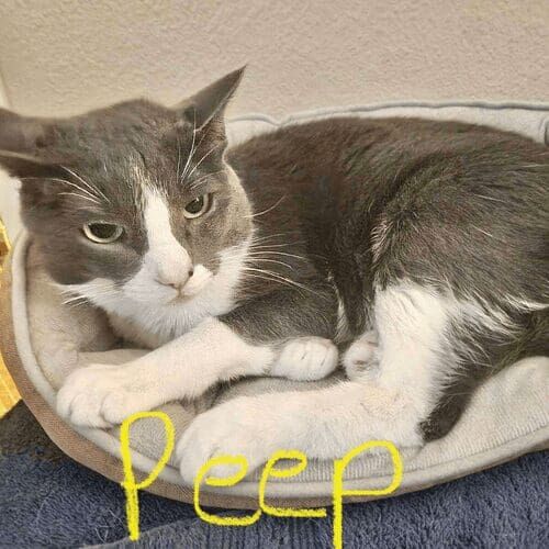 Grey and white cat named Peep resting overnight during in-home pet sitting in Peoria Arizona