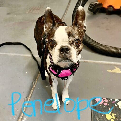 Penelope the Boston Terrier was in need of a nail grinding service in Glendale, AZ.