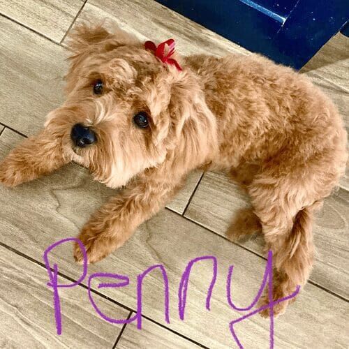 Goldendoodle puppy named Penny practicing positive reinforcement puppy training during an in-home session in Glendale Arizona