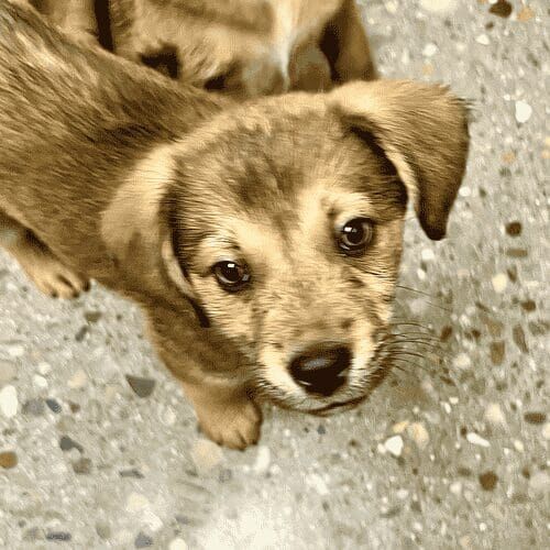 Shepherd mix puppy named Peppa looking for cuddles during foster care in a home environment