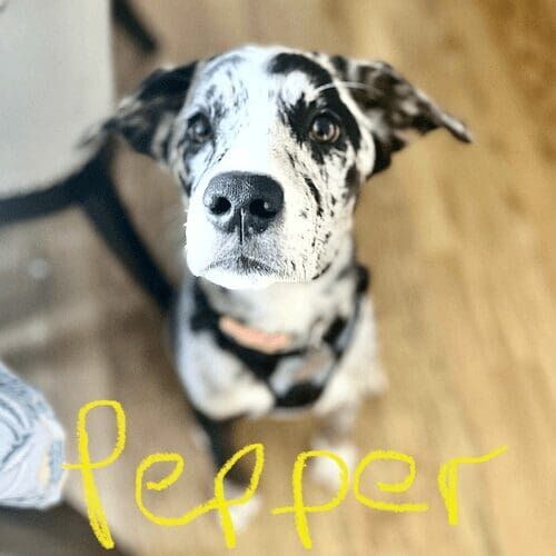 Mixed breed puppy named Pepper practicing puppy training skills during an in-home session in Glendale Arizona