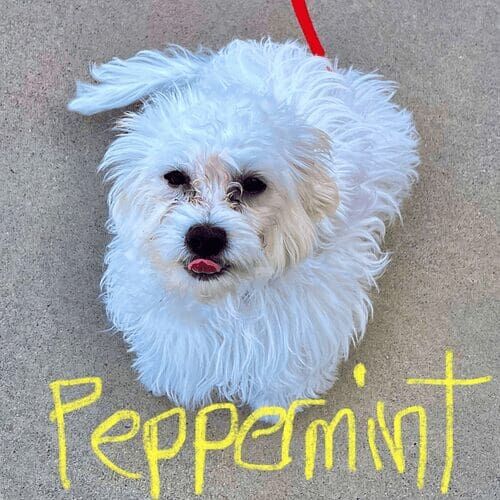 Small breed puppy named Peppermint learning leash skills during an in-home session in Peoria Arizona