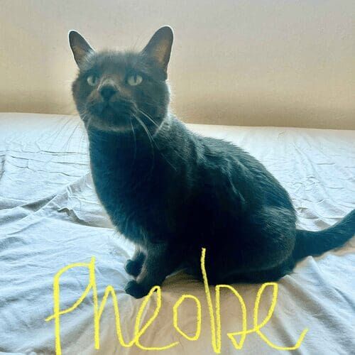 Grey cat named Phoebe receiving in-home pet care during a pet sitting visit in Glendale Arizona