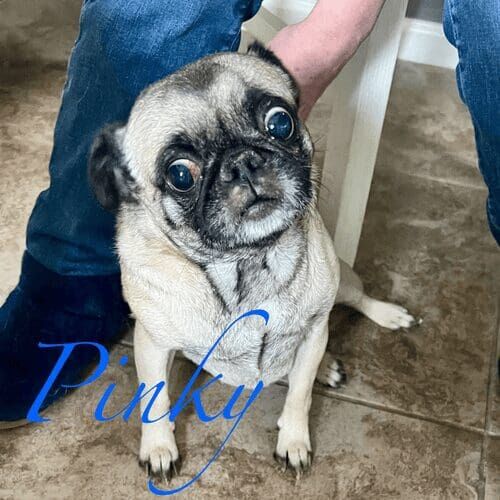 Pug named Pinky receiving midday potty break visits in Peoria Arizona