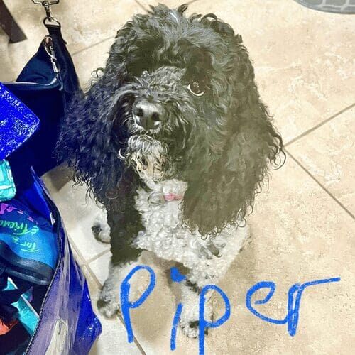 Toy poodle named Piper working on in-home obedience training using reward-based methods in Phoenix Arizona