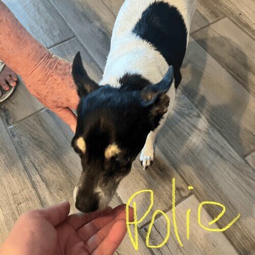 Chihuahua named Polie receiving pet sitting services in Peoria Arizona