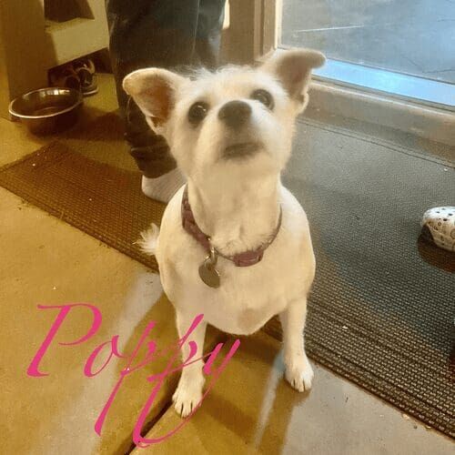 Small white dog named Poppy receiving in-home pet sitting care in Peoria Arizona