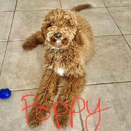 Goldendoodle puppy named Poppy practicing positive reinforcement training during an in-home session in Peoria Arizona