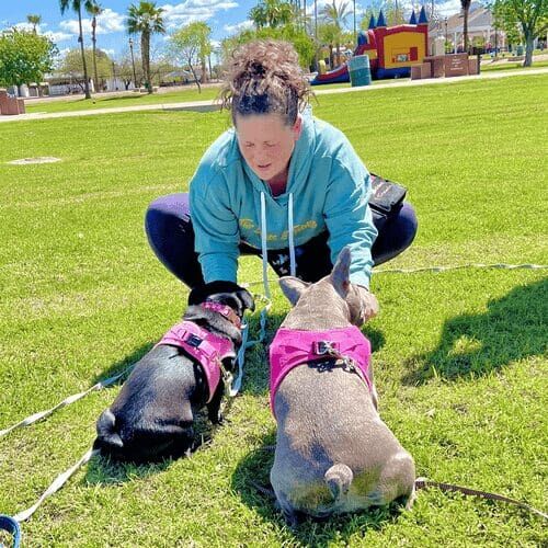 Positive reinforcement dog trainer, Kristie Halverson with FurBabies & Friends, helping two dogs learn the down cue during a beginner obedience group training class in Glendale, AZ.