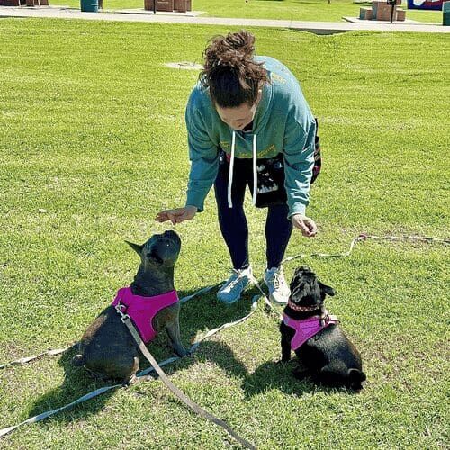 Positive reinforcement dog trainer, Kristie Halverson, teaching obedience to two dogs during a group training class in Glendale, AZ.