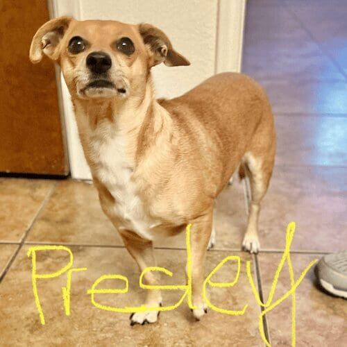 Chihuahua named Presley receiving hourly pet sitting visits in Glendale Arizona