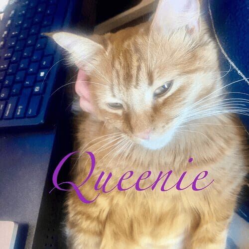 Orange cat named Queenie relaxing at home during a pet sitting visit in Glendale Arizona