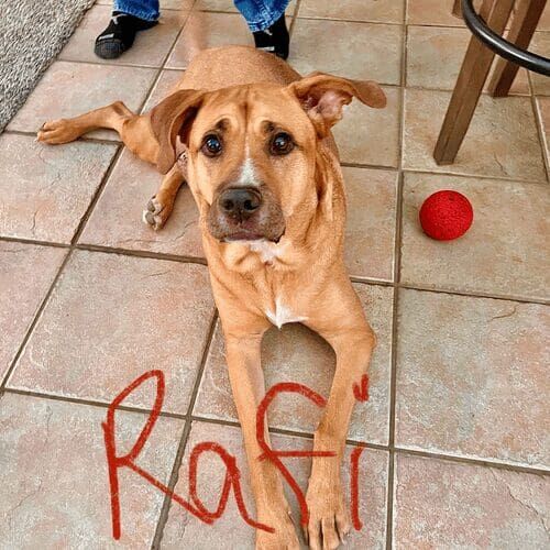 Rescue dog named Rafi participating in in-home dog training in Phoenix Arizona