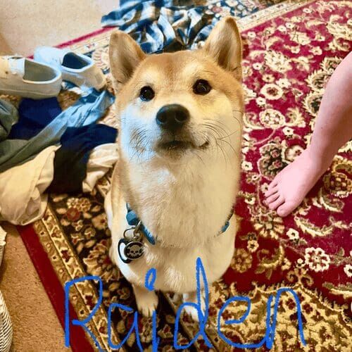 Shiba Inu named Raiden receiving drop-in pet sitting visits in Glendale Arizona