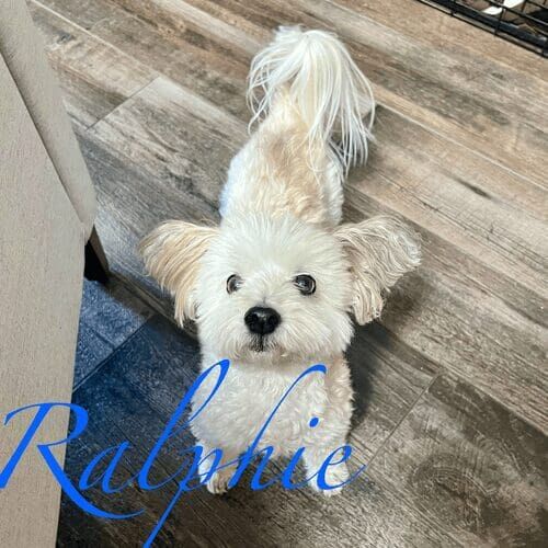 Small dog named Ralphie receiving at-home potty break visits in Peoria Arizona