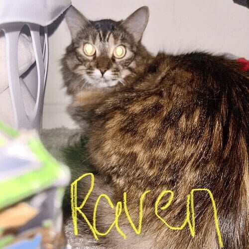 Long-haired cat named Raven resting during a pet sitting visit in Peoria Arizona