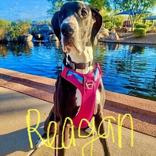 Great Dane named Reagan participating in leash reactivity training to improve calm behavior on walks in Phoenix Arizona