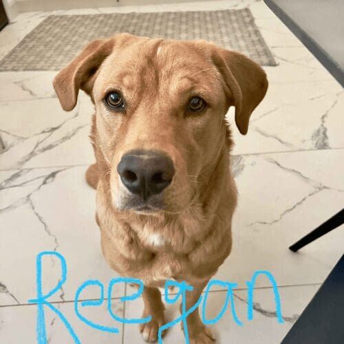 Rescue dog named Reegan receiving pet sitting care in Peoria Arizona