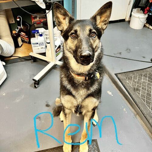 German Shepherd named Rem receiving a deshedding grooming service in Glendale Arizona