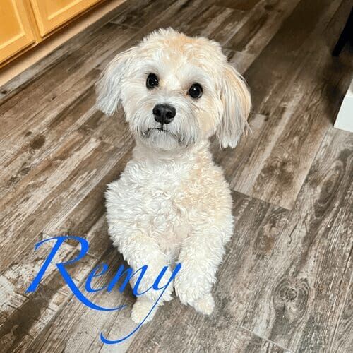 Small breed puppy named Remy during a scheduled potty break visit at home in Peoria Arizona