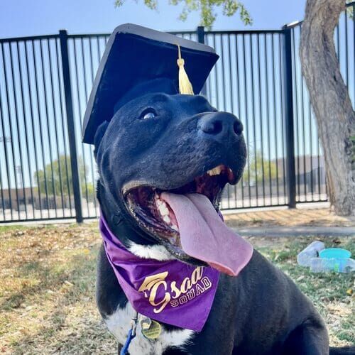 Renzo the black XL Bully mix is all smiles after graduating from FurBabies & Friends group dog training class in Glendale, AZ.