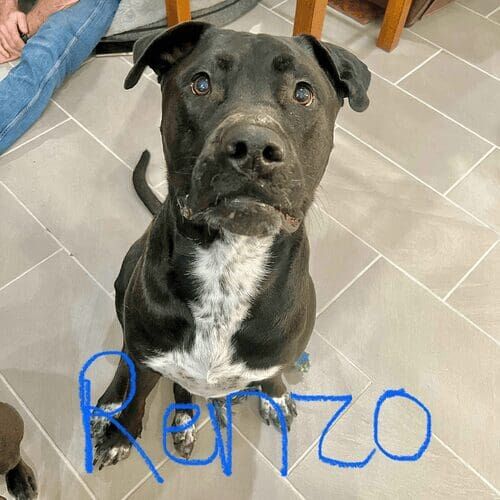 XL bully named Renzo working on leash reactivity training using positive reinforcement in Peoria Arizona