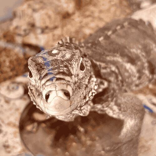 Reptile during an in-home pet sitting visit in Glendale Arizona