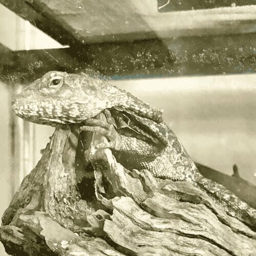Reptile during a pet sitting visit in Peoria Arizona
