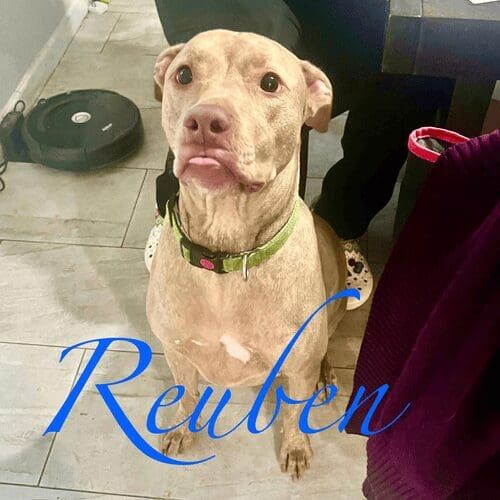 Senior lab named Riley receiving in-home pet care in Sun City Arizona