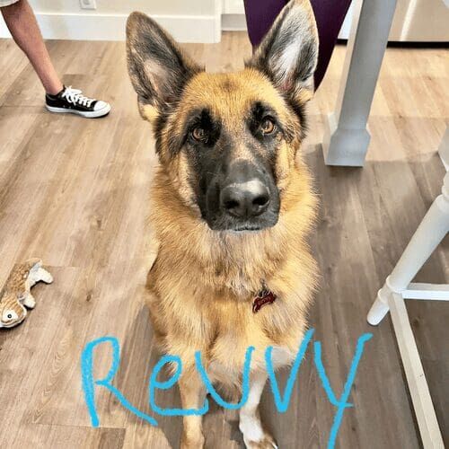Rescue German shepherd named Revvy receiving in-home dog training in Glendale Arizona