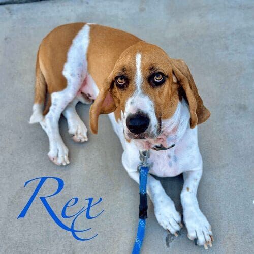 Basset Hound Rex was over due for a nail trim.