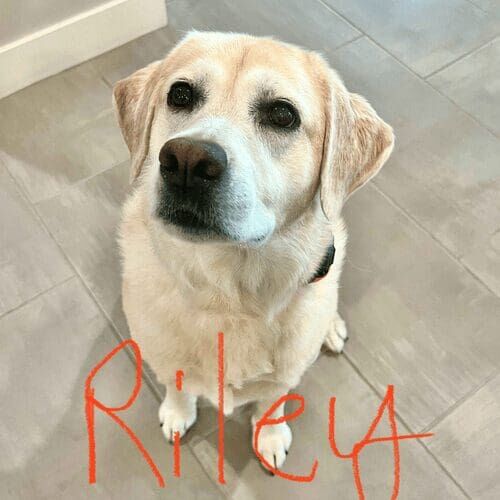 Shepherd mix named Rocco receiving in-home pet care in Peoria Arizona