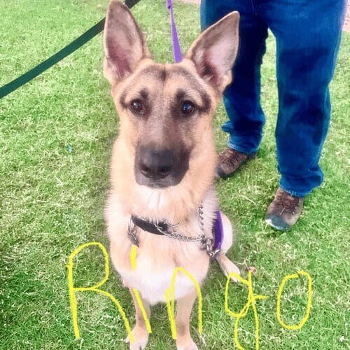 German shepherd named Rocky receiving in-home pet sitting visits in Phoenix Arizona