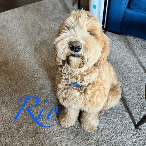 Labradoodle named Rio participating in in-home dog training using positive reinforcement in Glendale Arizona