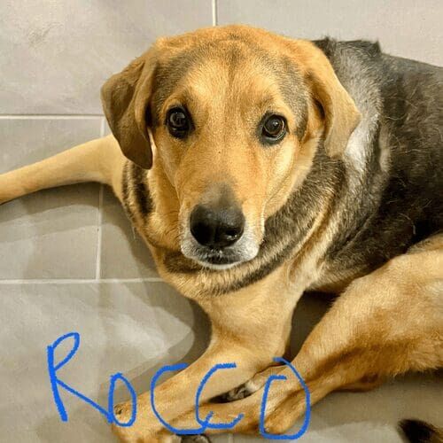 Mixed breed dog named Rosco receiving 24-hour live-in pet sitting care in Peoria Arizona