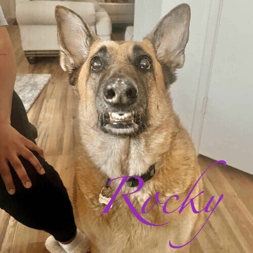 German shepherd named Rocky receiving in-home pet sitting visits in Phoenix Arizona