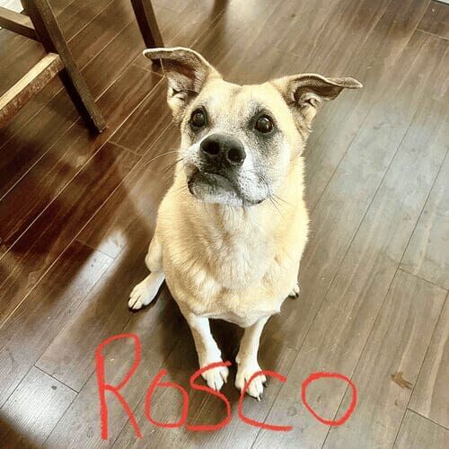 Mixed breed dog named Rosco receiving 24-hour live-in pet sitting care in Peoria Arizona