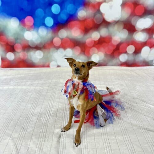 Dog sitting during 4th of July themed pet photoshoot in Glendale Arizona