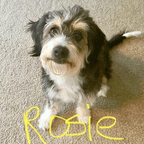 Mixed breed puppy named Rosie learning recall skills during an at-home session in Glendale Arizona