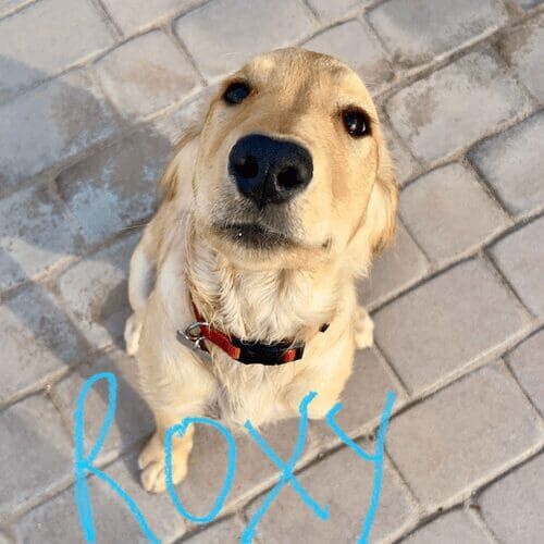 English cream retriever puppy named Roxy practicing obedience training during a session in Glendale Arizona