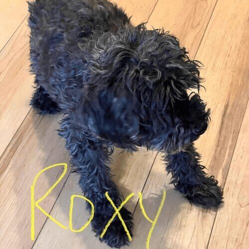 Senior poodle named Roxy receiving specialized pet care for special needs in Glendale Arizona