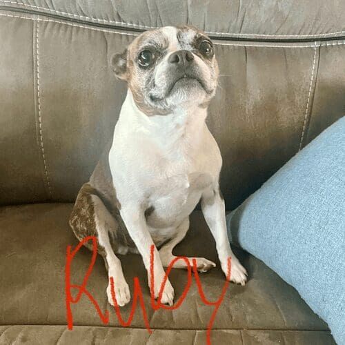 Senior Boston terrier named Ruby receiving at-home pet sitting care in Glendale Arizona