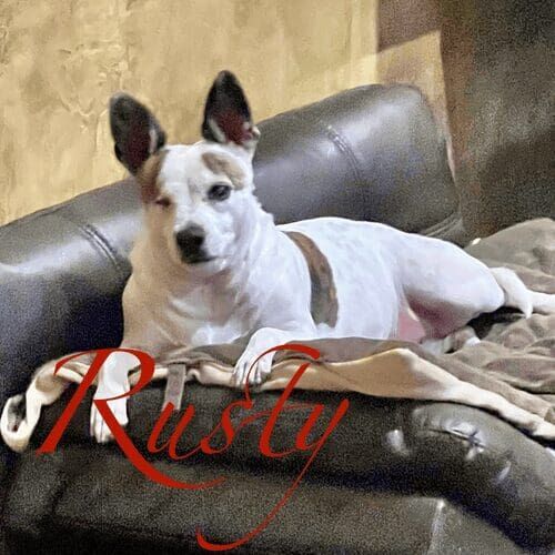 Special needs dog named Rusty receiving in-home pet sitting care and eye medication administration in Glendale Arizona