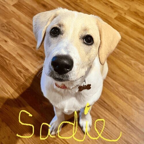 Yellow lab puppy named Sadie practicing training skills during an at-home session in Peoria Arizona