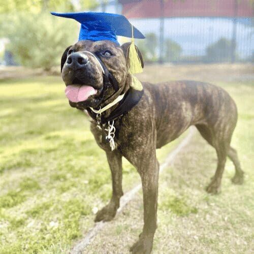 Sage the brindle rescued pitbull showed what the breed is capable of by graduating from both beginner and intermediate obedience dog training group classes with FurBabies & Friends in Glendale, AZ.